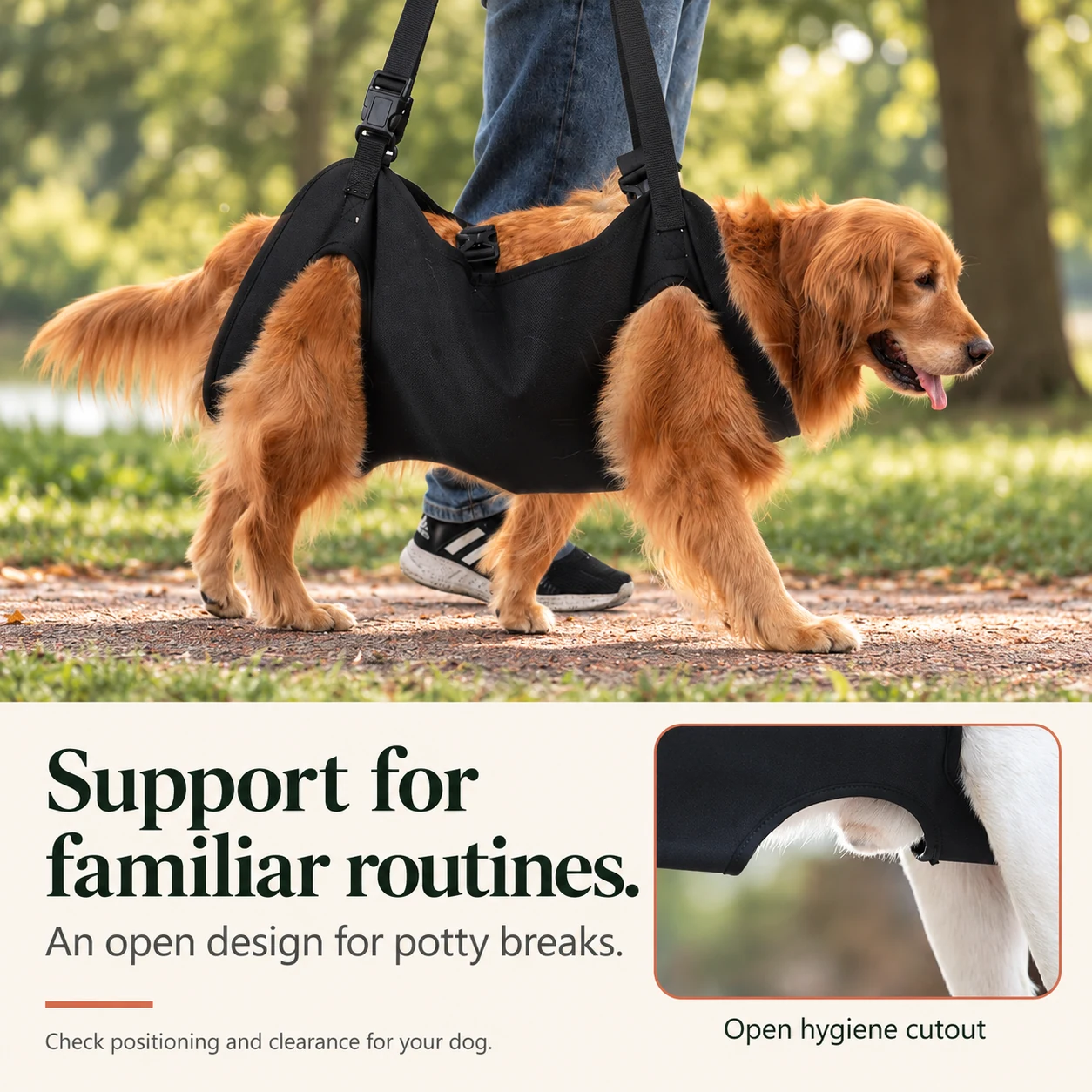 Golden retriever walking with all four paws on the ground in the support sling, with a close-up of the hygiene cutout.